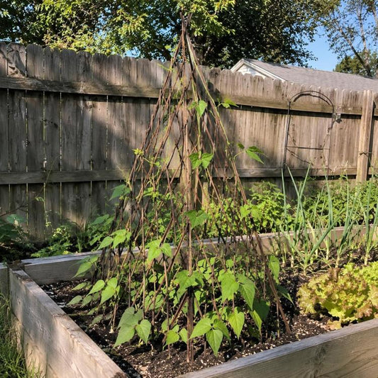 Willow teepee plant trellis standing in a garden bed with climbing stems