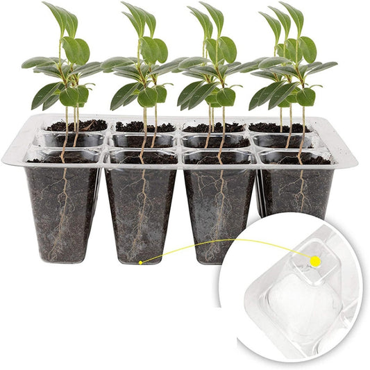 12-hole seedling starter tray with clear dome and young plants in individual cups