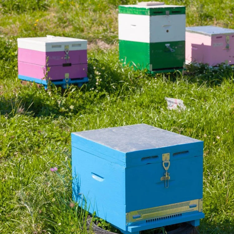 Beehive box latch fastener on blue hive front panel