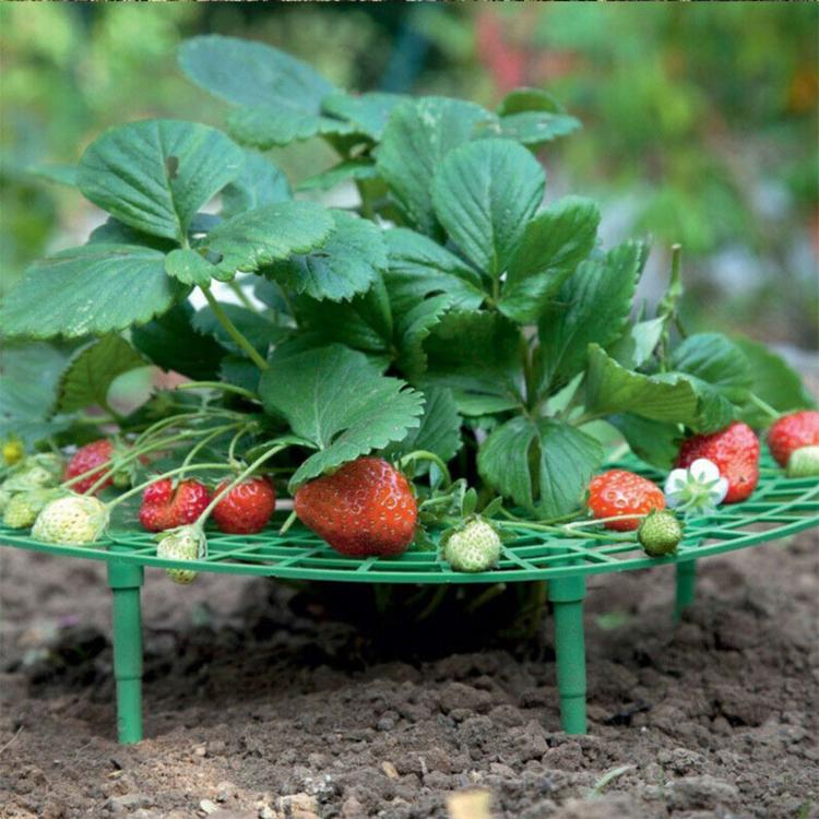 Green strawberry cradle holding ripe strawberries above soil