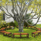 Wooden outdoor tree bench set with dark brown slatted seats around a large tree