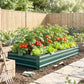 Green raised garden bed with leafy greens and tomato plants near a garden path