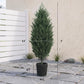 Two faux cedar trees with measurements shown; green foliage in black textured pots