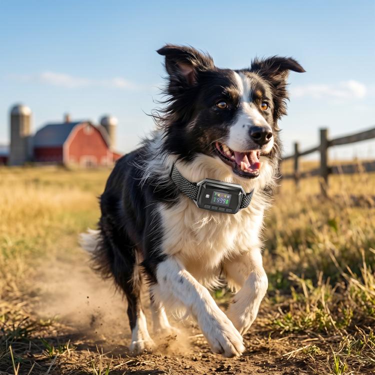 Black-and-white dog running with a GPS training collar receiver and patterned strap
