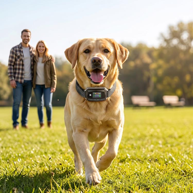 Golden retriever walking with a GPS training collar receiver and patterned strap