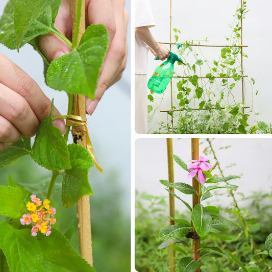 Natural bamboo plant stake support with climbing vines attached to the pole
