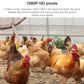 Group of chickens in a coop