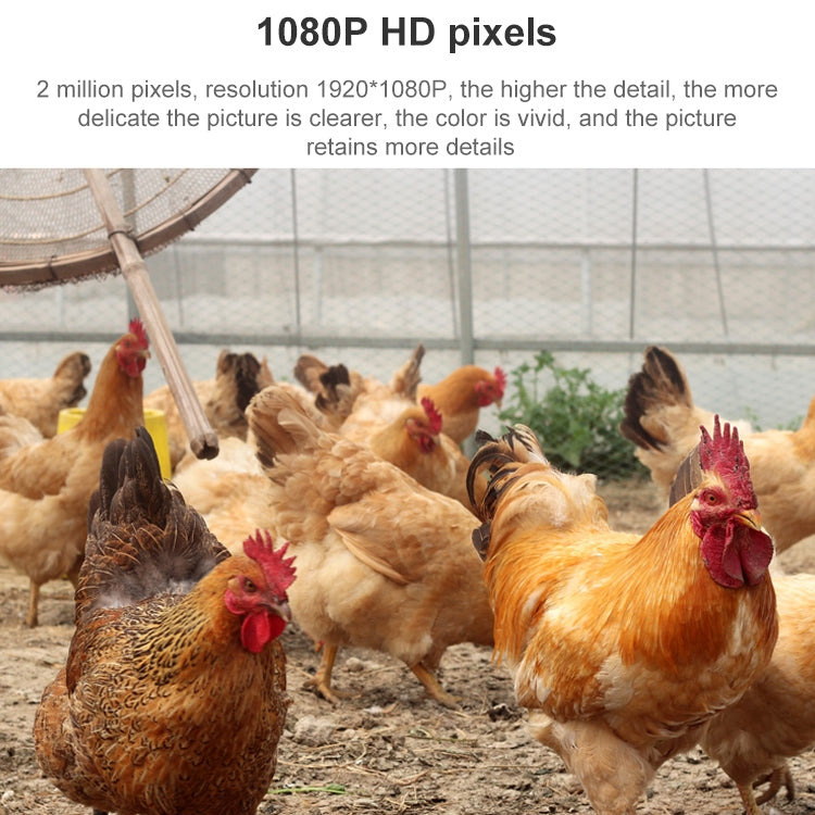 Group of chickens in a coop