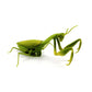 Green simulated praying mantis electric toy side view, legs and antennas raised