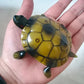 Green and yellow tortoise toy held in a hand, showing shell and face details.