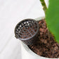 Round-top perforated dark bonsai fertilizer dispenser with cover in planter soil