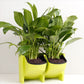 Lime green stackable wall planter with two black pots and leafy green plants