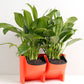 Orange stackable planter with two black pots holding green leafy plants