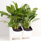 White stackable planter with two black pots holding green leafy plants