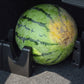 Black plastic vehicle stabilizer holder holding a round watermelon