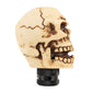 Tan skull gear shift knob with distressed side profile and black textured base