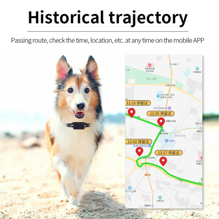 Pet GPS tracker on dog’s collar, with location route on phone