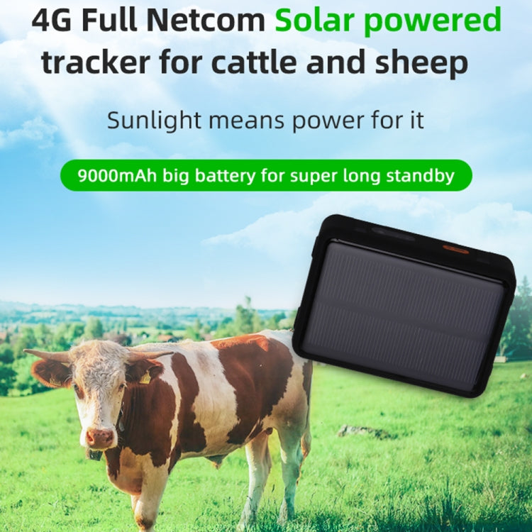 Solar powered GPS tracker with black front solar panel, shown with cattle