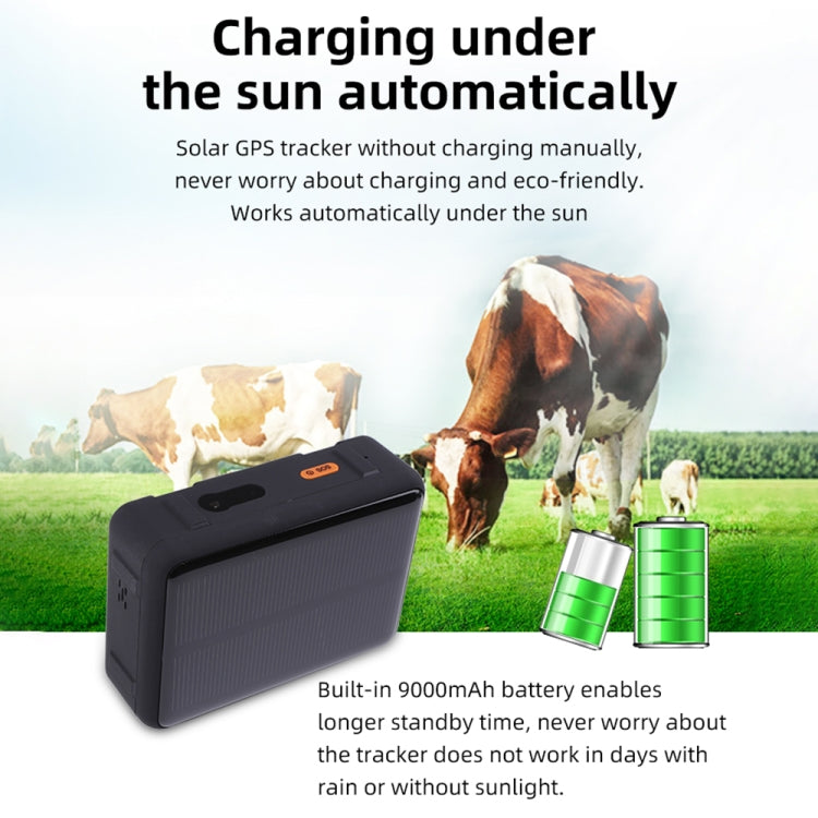 Black solar GPS tracker with built-in battery, shown with grazing cattle