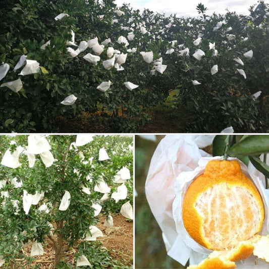 White fruit protective bag covering an orange fruit on a tree