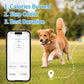 Dog wearing smart GPS pet tracker collar with smartphone showing activity progress
