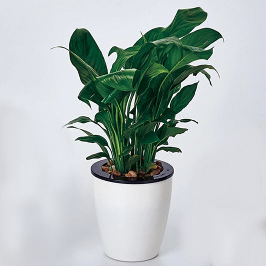 White double-layer self-watering planter with black inner insert and green leafy plant