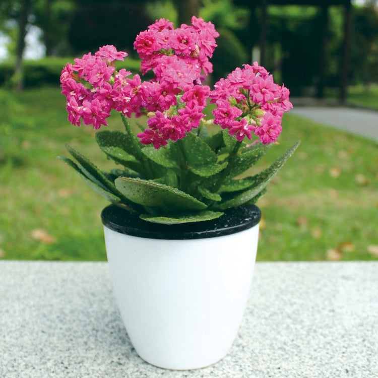 White planter with pink flowers and black inner ring, outdoor close-up