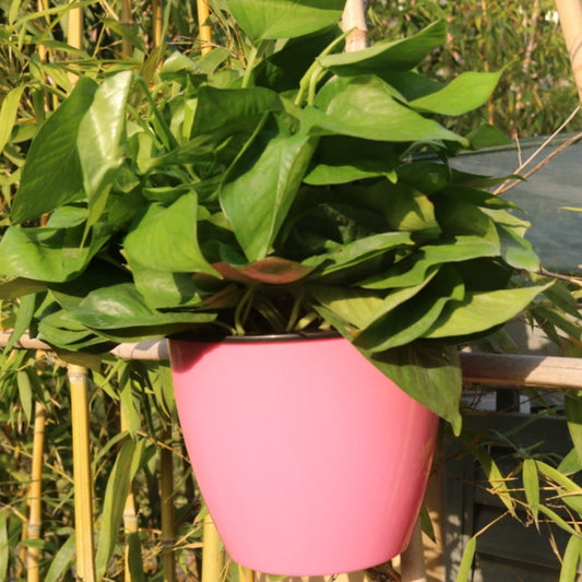 Pink round self-watering wall-hanging planter with black top basket and leafy plant
