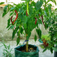 Green non-woven felt planting bag with a central plant and side opening