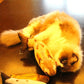 Cat pawing a fish-shaped plush scratching toy in yellow with orange stripes