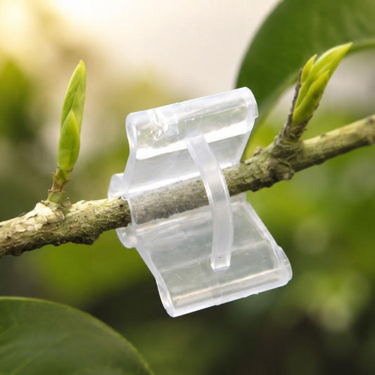 Transparent plastic plant grafting clip securing a tree branch