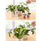 Handheld water spray nozzle misting onto potted plant leaves