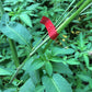 Red plant tying tape wrapped around stems with metal stake ends
