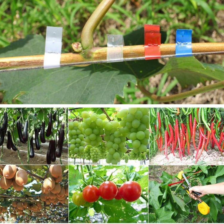 Garden crops and plants with colored tape markers and bundles