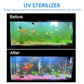 Aquarium before-and-after water clarity from UV sterilization
