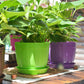 Green and purple plastic flower pots on a tray, with small plants inside
