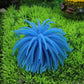 Blue spiky sea urchin ball coral decoration with thin tentacles for aquarium decor