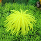 Lime green spiky sea urchin ball coral decoration with thin tentacles for aquarium decor