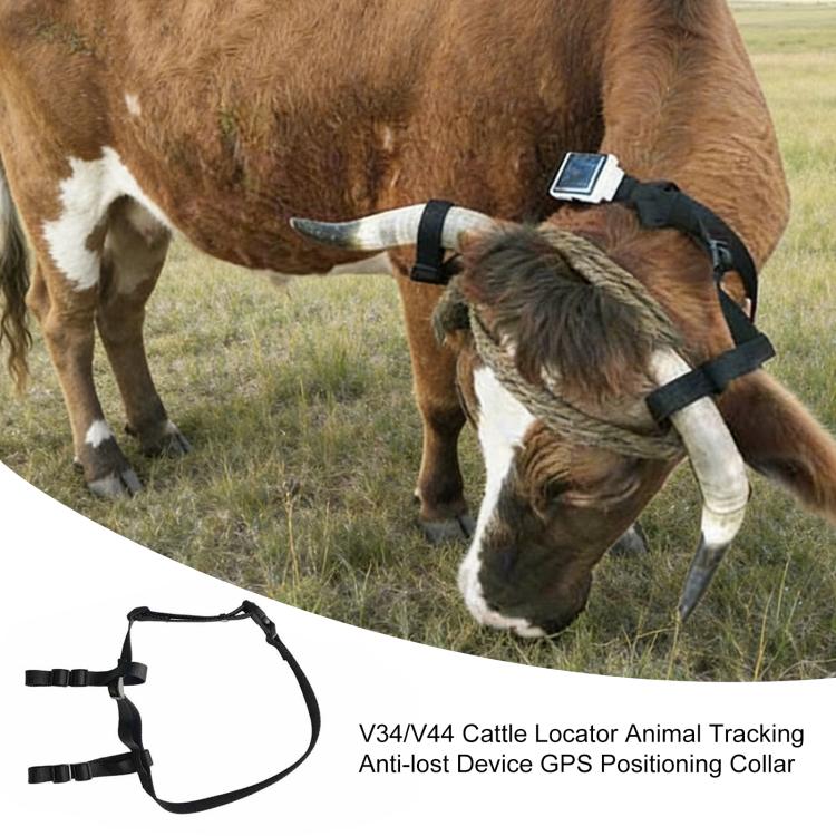 Cattle locator collar on cow with black straps and small rectangular GPS tracker