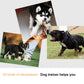 Dog training images with three dogs and a leash during behavioral correction