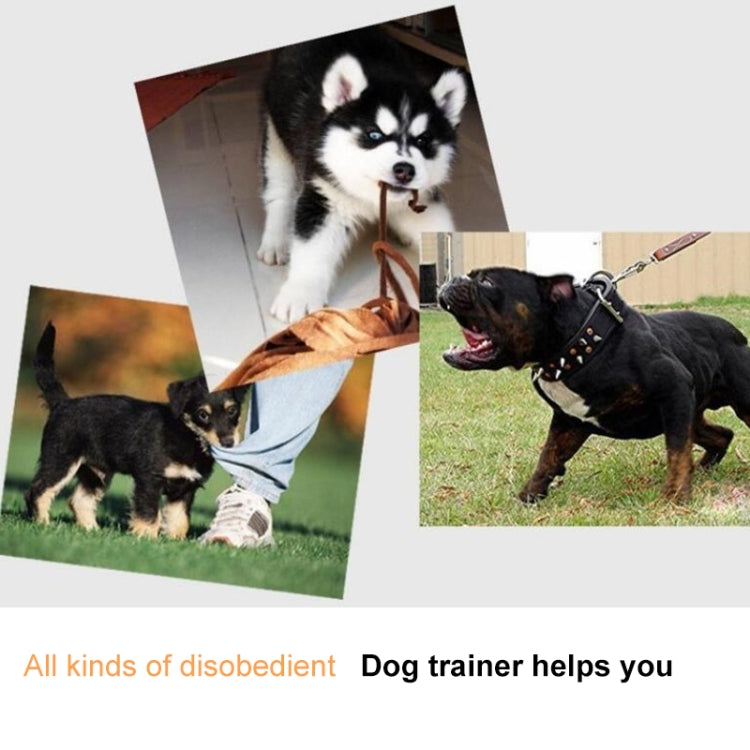 Dog training images with three dogs and a leash during behavioral correction