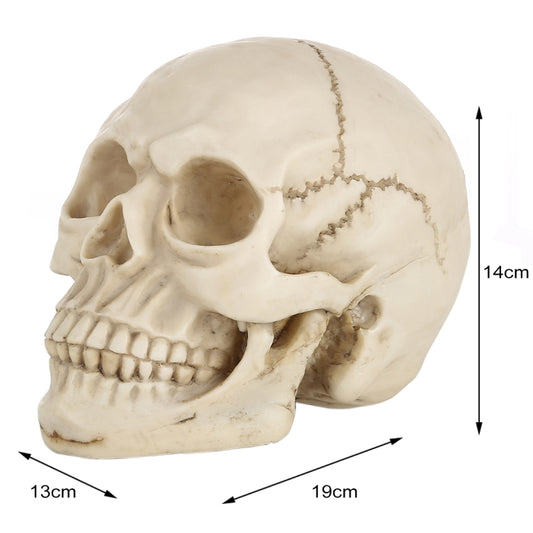 Skull head Halloween prop gadget display, side profile with crack lines and teeth.