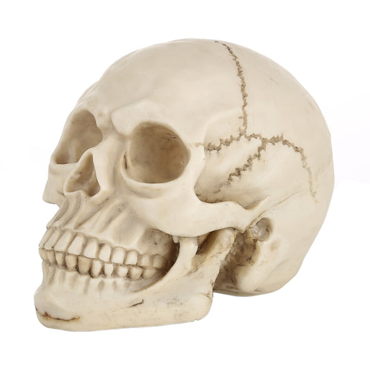 Skull head Halloween prop gadget display with cracked, off-white sculpted details.