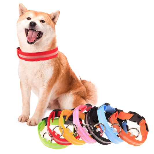 Dog wearing a red fabric collar with a multicolor LED flashing dog collar set nearby