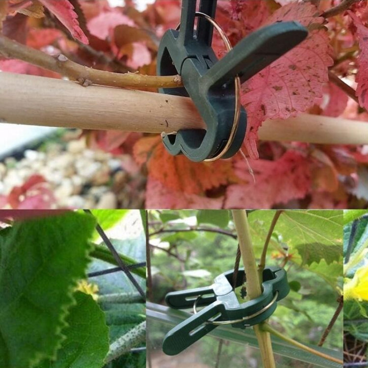 Garden plant clip securing a wooden stake with gold spring prongs