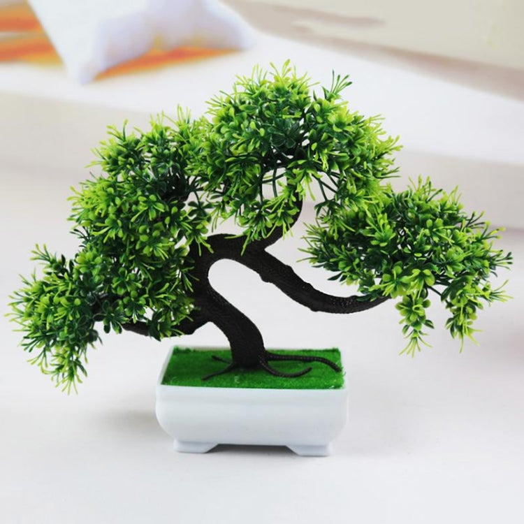 Green pine desktop decoration bonsai tree in white rectangular planter with dark trunk