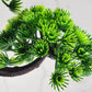 Bright green pine desktop decoration bonsai tree close-up on dark textured trunk