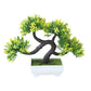 Yellow-green pine desktop decoration bonsai tree in white planter with dark curved trunk