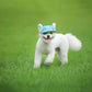 Blue adjustable pet baseball cap on a small white dog wearing it