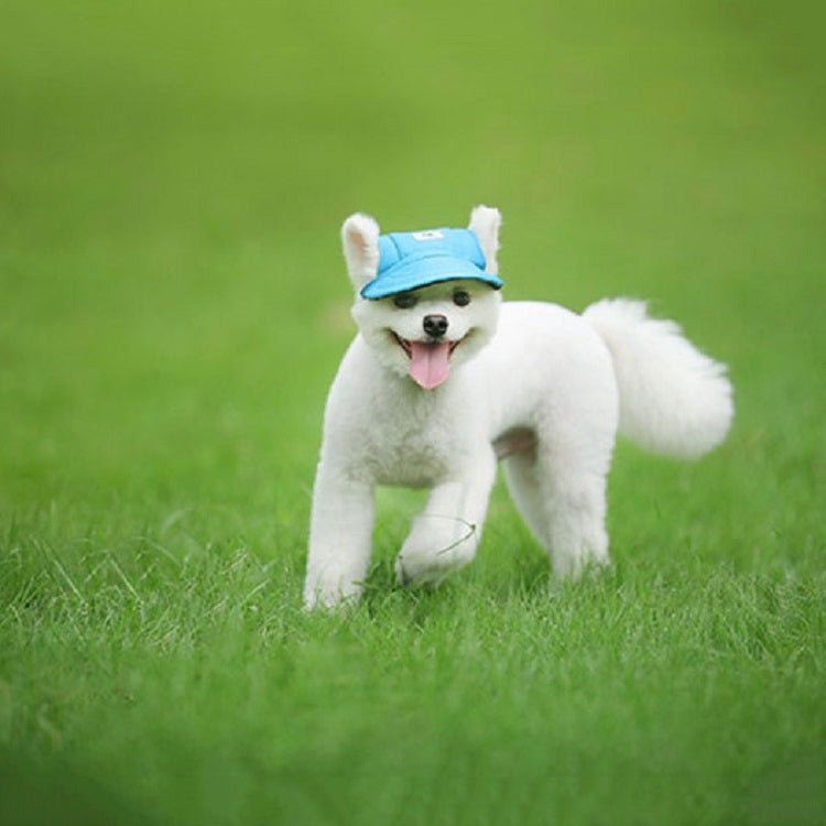 Blue adjustable pet baseball cap on a small white dog wearing it